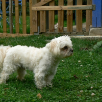 Photo de profil de Anga