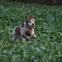 Photo de profil de Passiflore