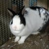 Photo de Poupin