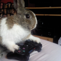 Photo de profil de Rondoudou