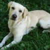 Photo de Samy, Labrador Retriever