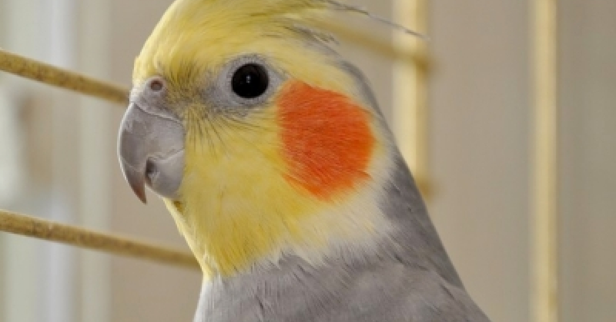 Profil de Jess - Woopets