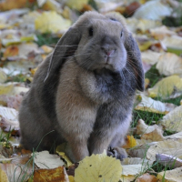 Photo de profil de Pinou