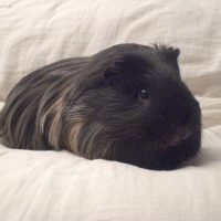 Photo de profil de Panach