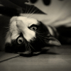 Photo de Riton