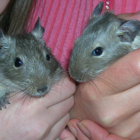 Photo de profil de Nounours et snoppy