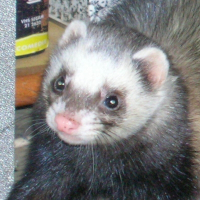 Photo de profil de Grisou