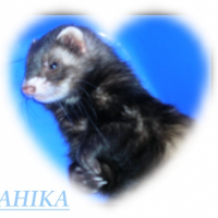 Photo de profil de Ahika