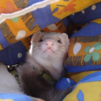Photo de profil de Cappucino