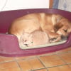 Photo de Dixi