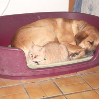 Photo de profil de Dixi