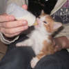 Photo de Abricot