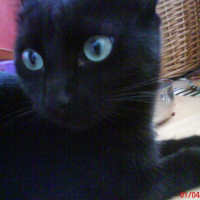Photo de profil de Ariel
