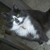 Photo de Angel