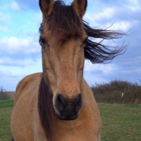 Photo de profil de Kwala