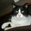 Photo de Pompon