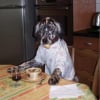 Photo de Coya