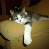 Photo de Miou
