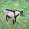 Photo de Minibouc