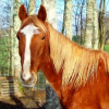 Photo de Rescue-san