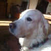 Photo de Phoebus