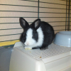 Photo de Cachou