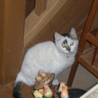Photo de profil de Diablo