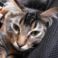 Photo de profil de Baggy