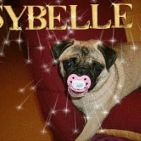 Photo de profil de Sybelle