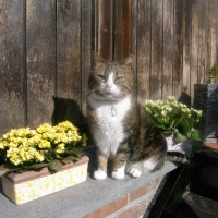 Photo de profil de Vanille
