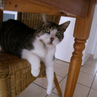 Photo de profil de Babouche