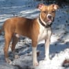 Photo de Tyron, Staffordshire Bull Terrier