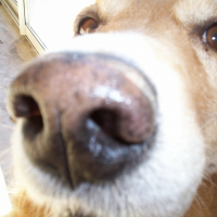 Photo de profil de Goldy