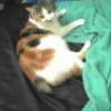 Photo de Makhita, Japanese Bobtail