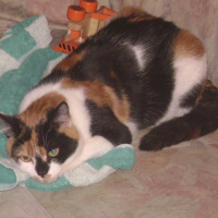 Photo de profil de Indy