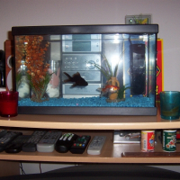 Photo de profil de Mes poissons rouges