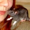 Photo de Nesquick