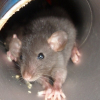 Photo de Brownie