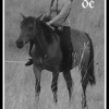 Photo de Ptit-mustang