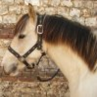 Photo de profil de Pimousse