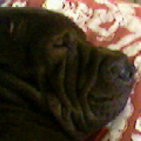 Photo de profil de Viper