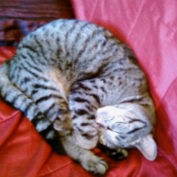 Photo de profil de Malou