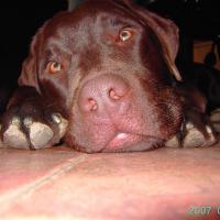 Photo de profil de Boscu