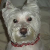 Photo de profil de Sateen