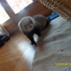 Photo de Fury, Furet