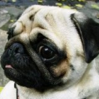 Photo de profil de Huihui