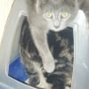 Photo de Timon