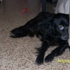 Photo de Malik, Chien du Groenland