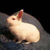 Photo de Pepette