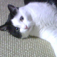 Photo de profil de Boogie